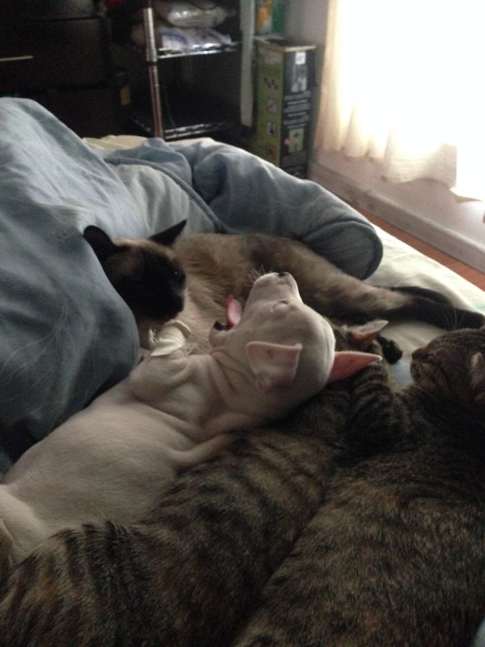 My Cats Adopted A 3-Legged Puppy Whose Mom Tried To Eat Him (UPDATE)