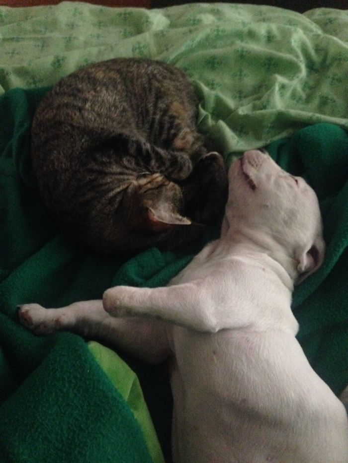 My Cats Adopted A 3-Legged Puppy Whose Mom Tried To Eat Him (UPDATE)