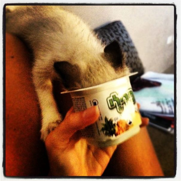 Kitty Eating Yogurt