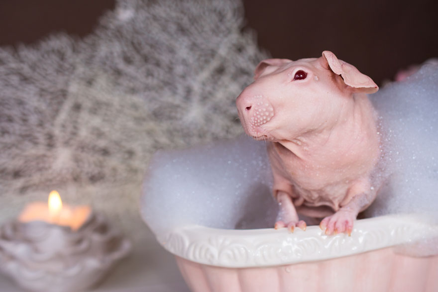 Guinea Pig Poses Totally Nude In Bath Leaving Nothing To The Imagination
