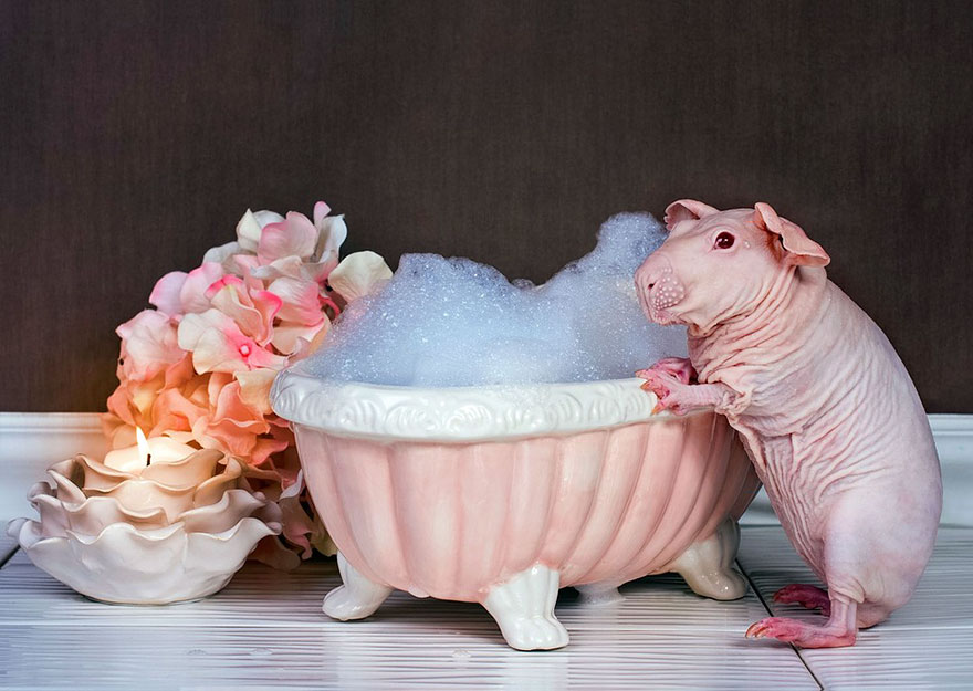 Guinea Pig Poses Totally Nude In Bath Leaving Nothing To The Imagination