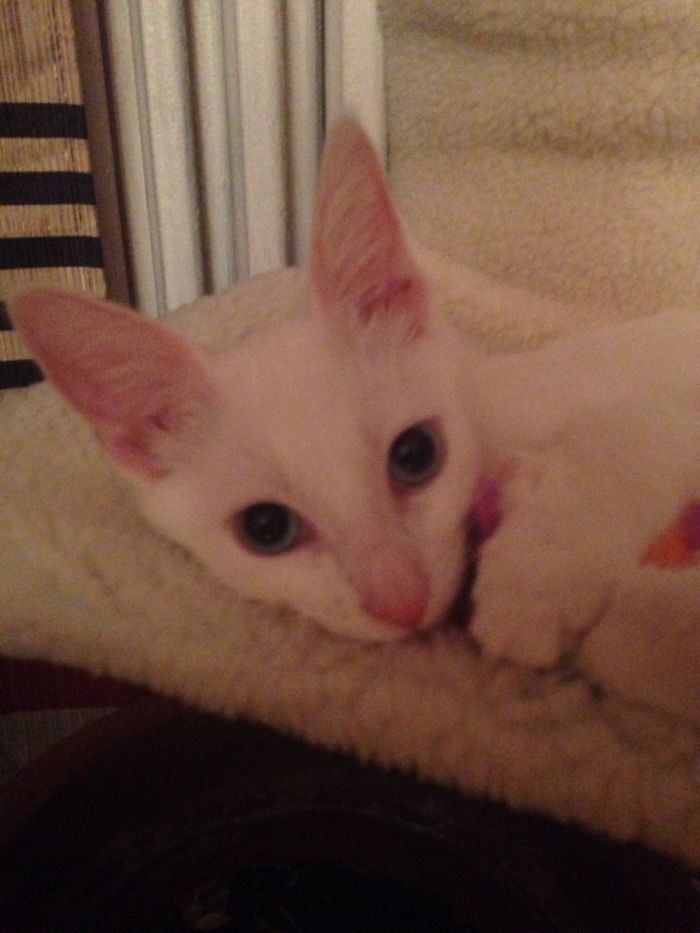 Our White Kitten