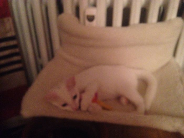 Our White Kitten
