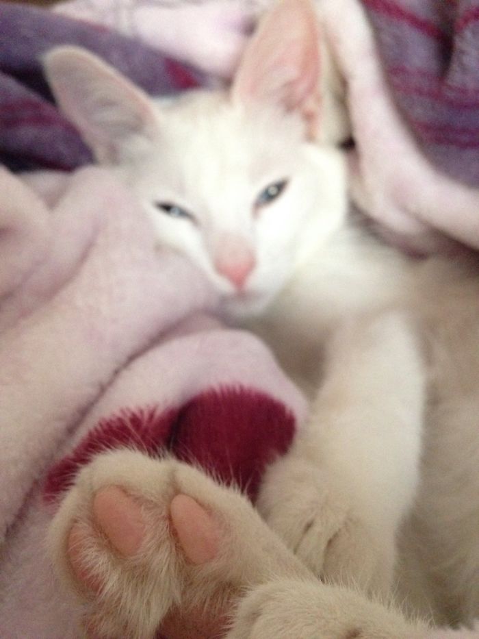 Our White Kitten