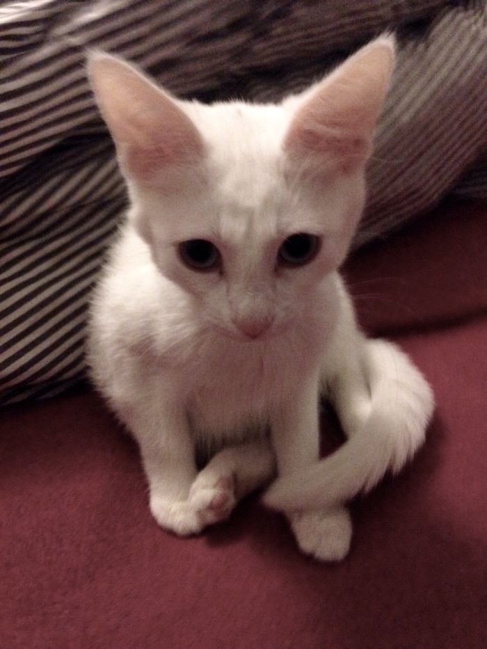 Our White Kitten