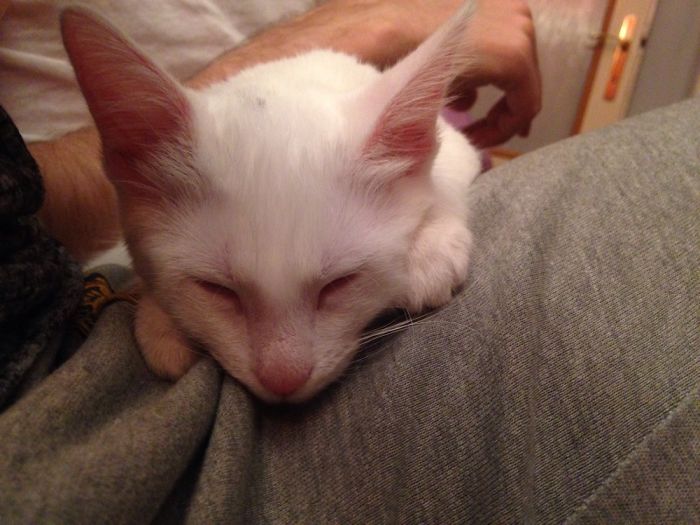 Our White Kitten