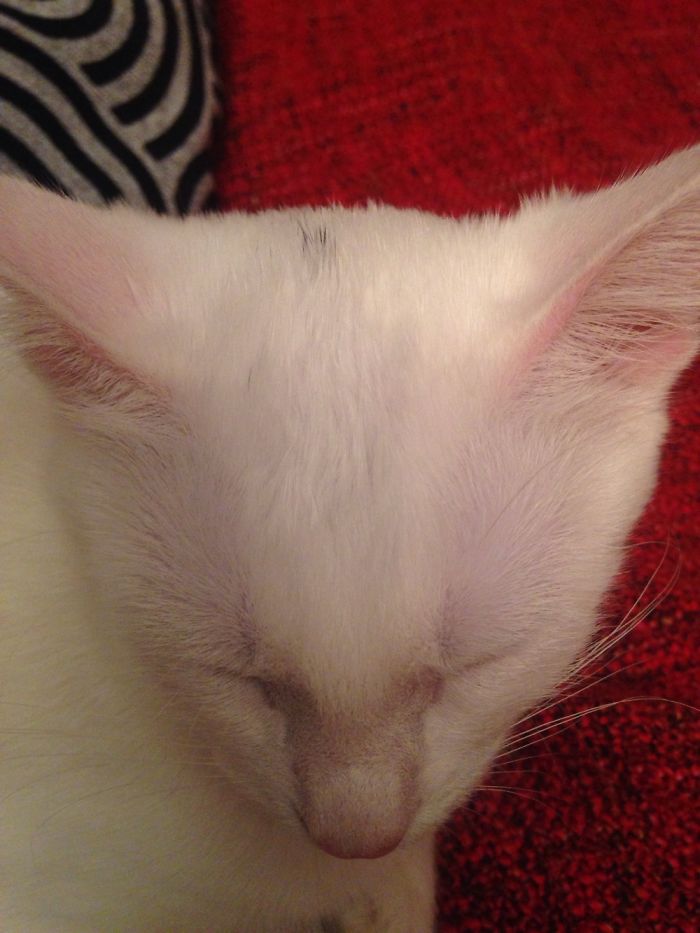 Our White Kitten