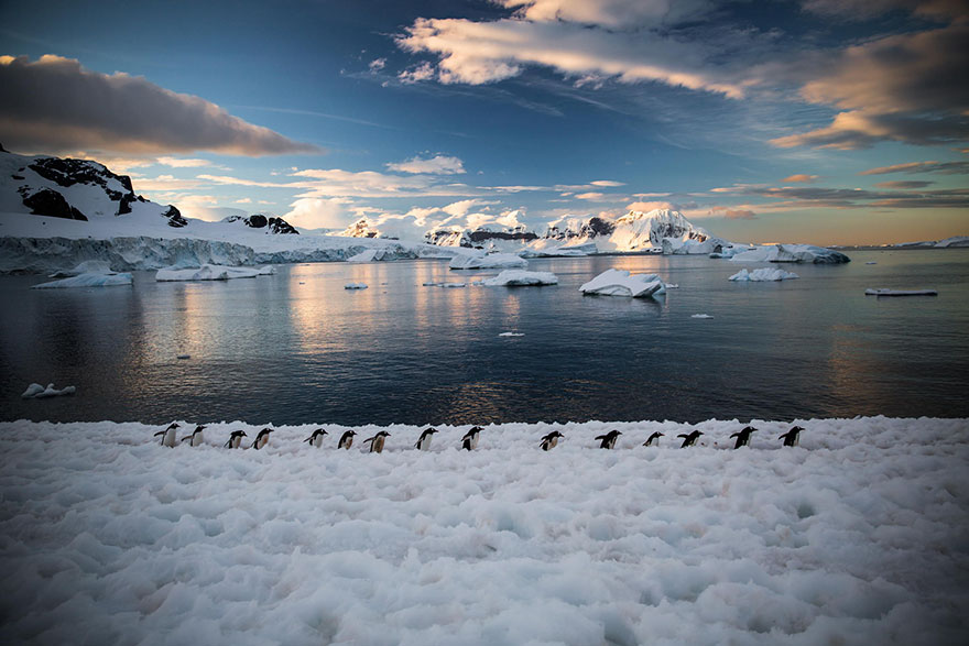 20 Beautiful Pics To Celebrate Penguin Awareness Day
