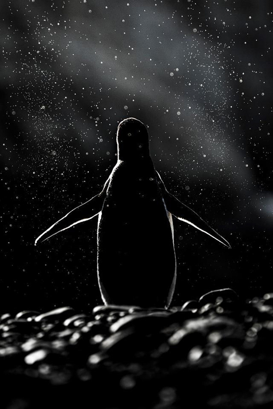 20 Beautiful Pics To Celebrate Penguin Awareness Day