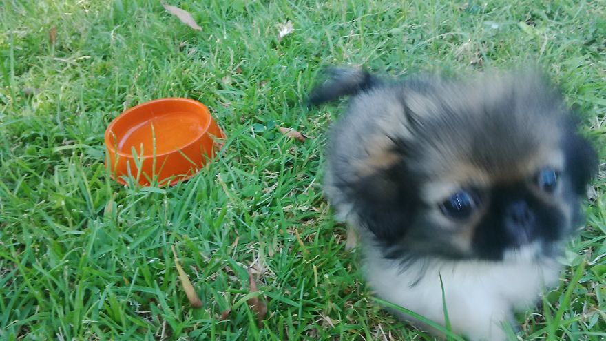 Pepper Sees Grass For The Very First Time