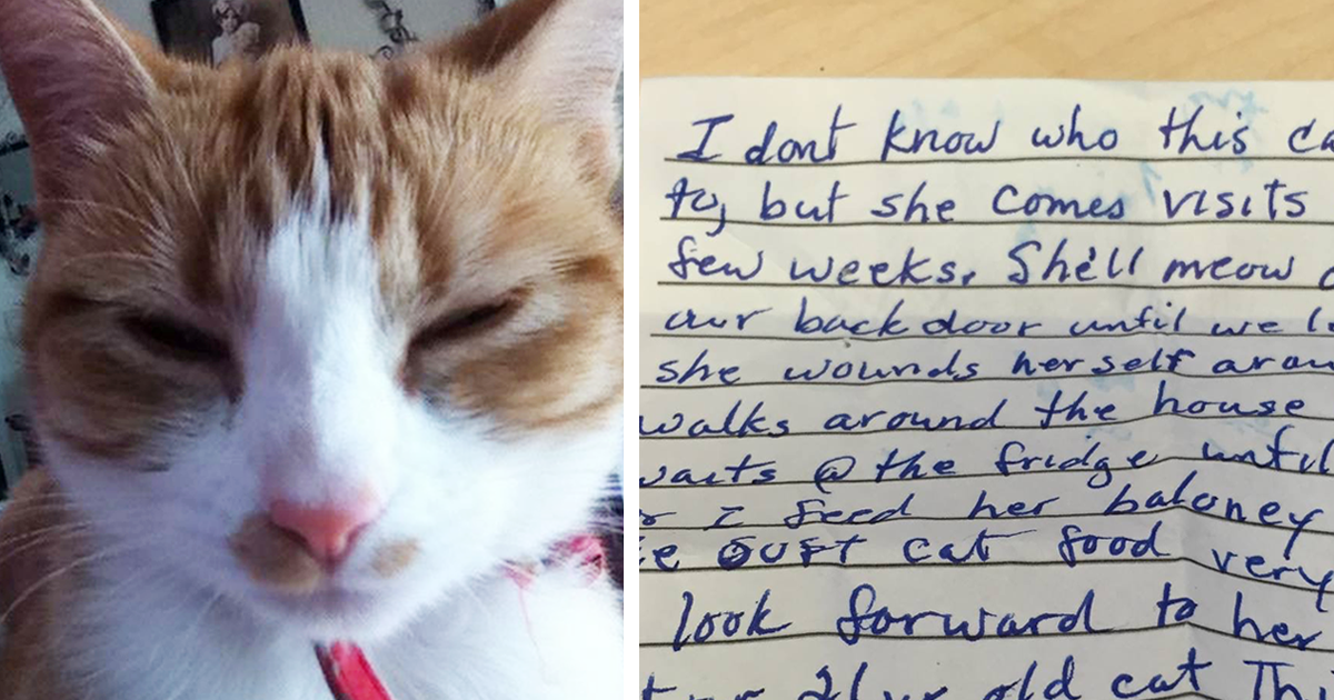 Cat Returns Home With A Note Revealing She Has A Secret Family | Bored Panda