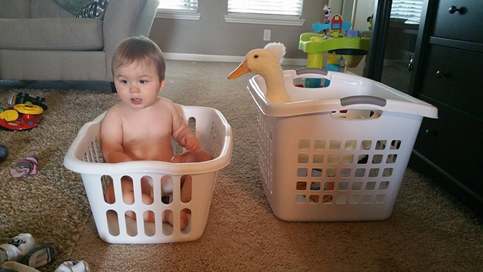 Duck Becomes This Little Boy’s Protector, Following Him Everywhere