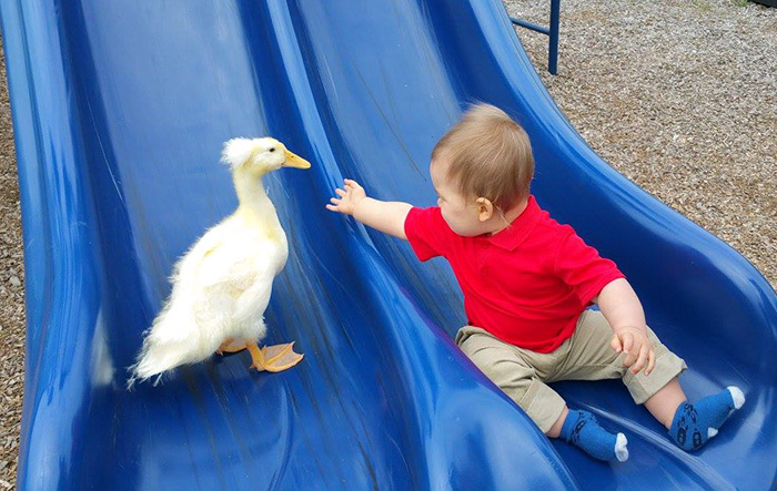 Duck Becomes This Little Boy’s Protector, Following Him Everywhere