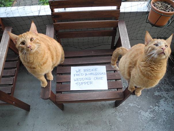These Cats Deserve A Public Shaming