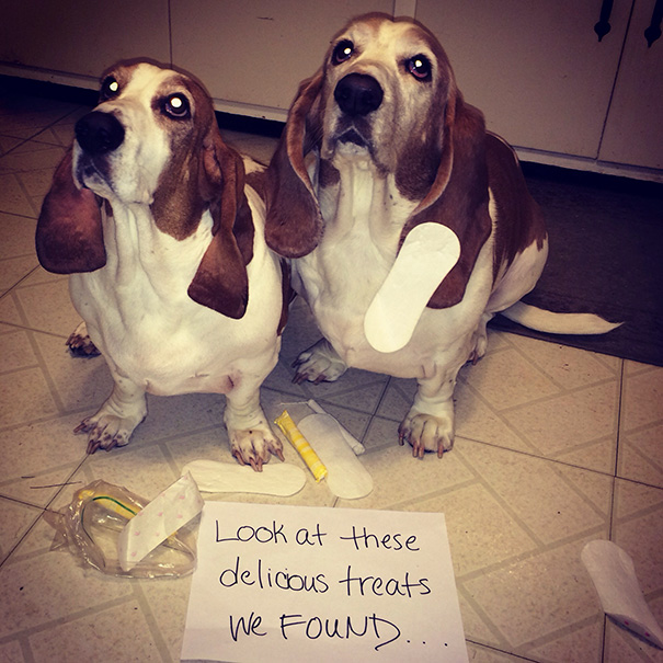 Came Home To Both My Basset Hounds Wearing Feminine Hygiene Products