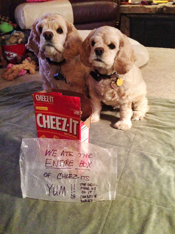 Barley & Chessy Ate An Entire Box Of Cheez-Its With Little Damage To The Box Or Wrapper
