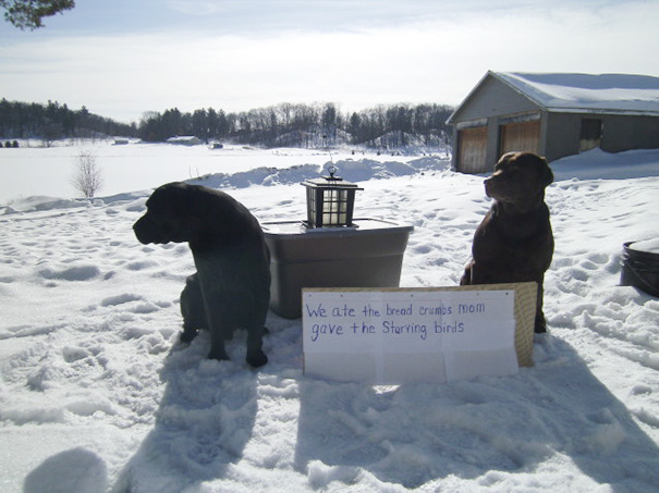 -30 Below Zero I Felt Sorry For The Birds, While I Checked The Wood Stove The Dogs Ate The Crumbs
