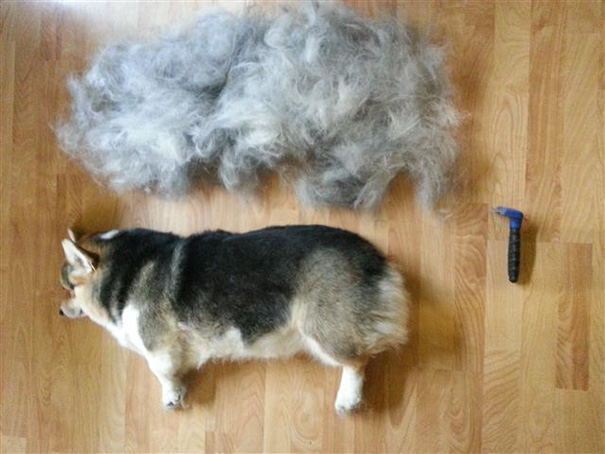 Brushed Out My "fluffy" Corgi's Coat Today. Her Undercoat Defies Physics