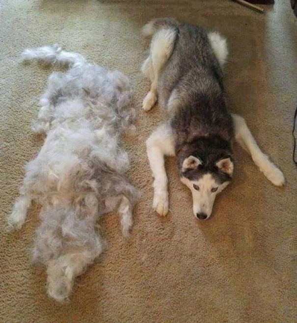 I Just Brushed My Dog And Made A New One