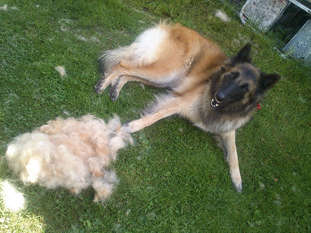 Izzy Was Shedding A Lot, So I Dicided To Give Her A Quick Brush