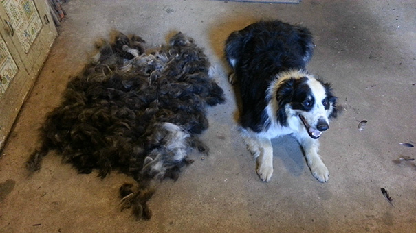 Complimentary Second English Shepherd Just Add Clippers And A Shedding Brush