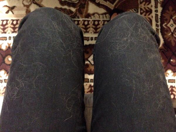 My Jeans Are Covered In Dog Hair