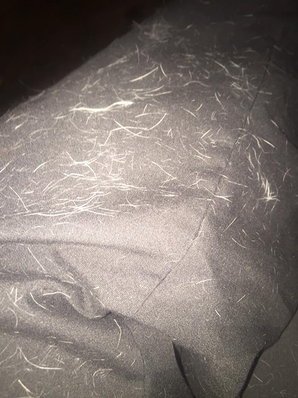 My Pants Right Now, But I Just Gave My Dog A Haircut
