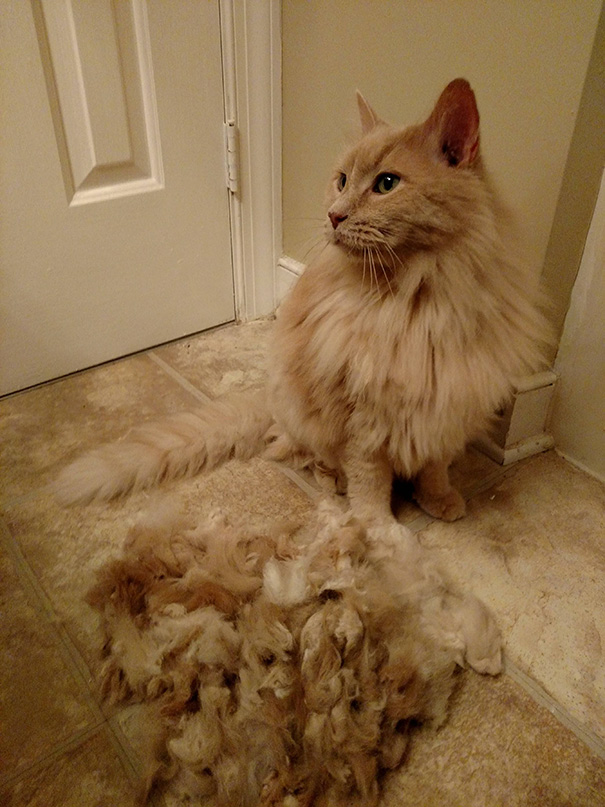 My Cat Has Super Fine Fur And Mats If We Don't Shave Him