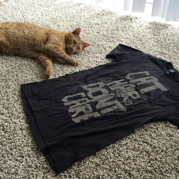 Just Checking Out My Human's New Shirt - I Wonder Why They Bought This?