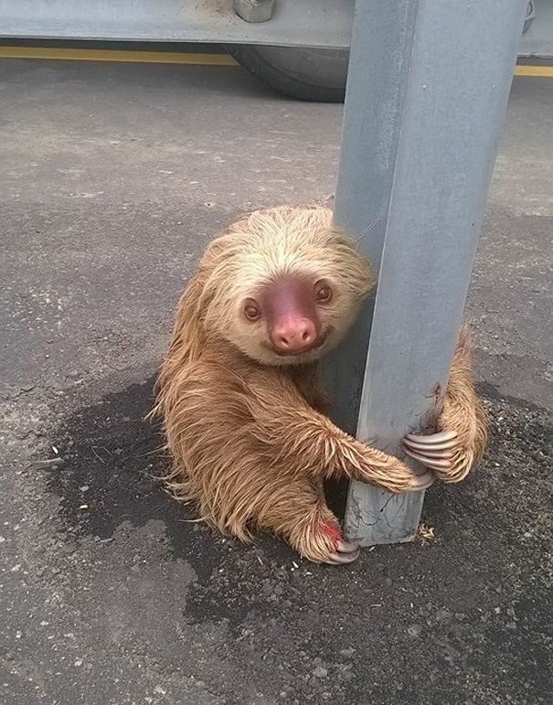 Cop Saves Tiny Terrified Sloth Stuck On A Highway