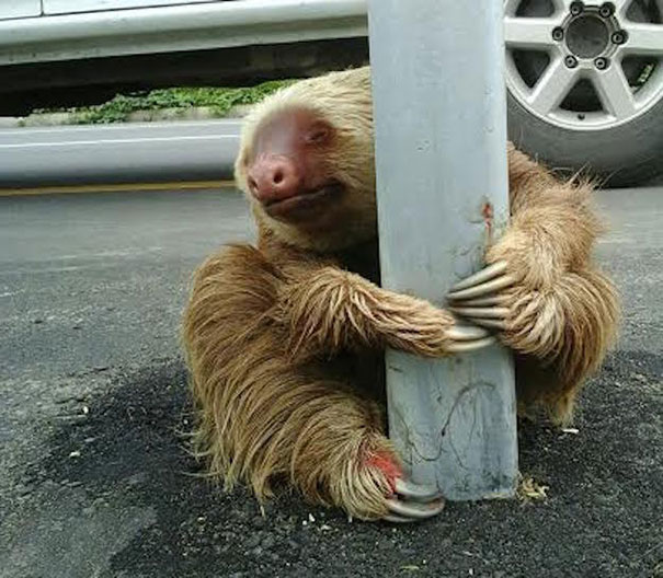 Cop Saves Tiny Terrified Sloth Stuck On A Highway