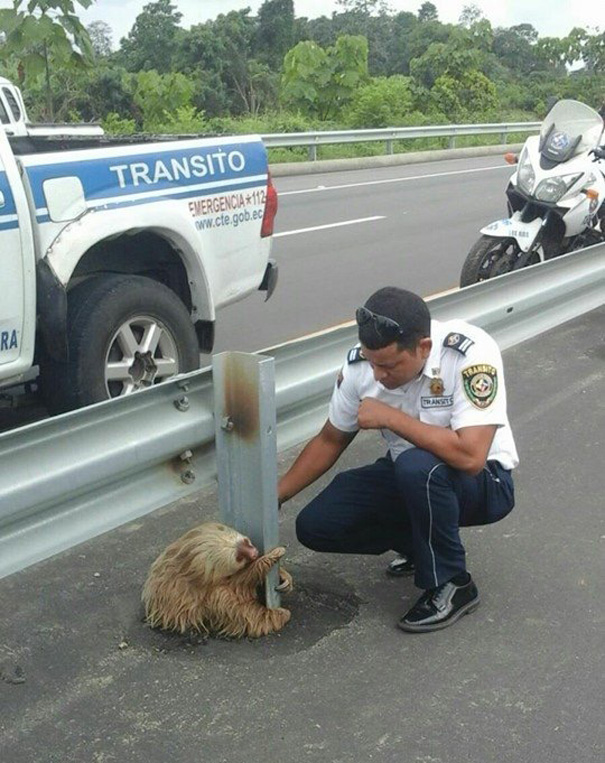 police-rescue-sloth-cross-highway-ecuador-5