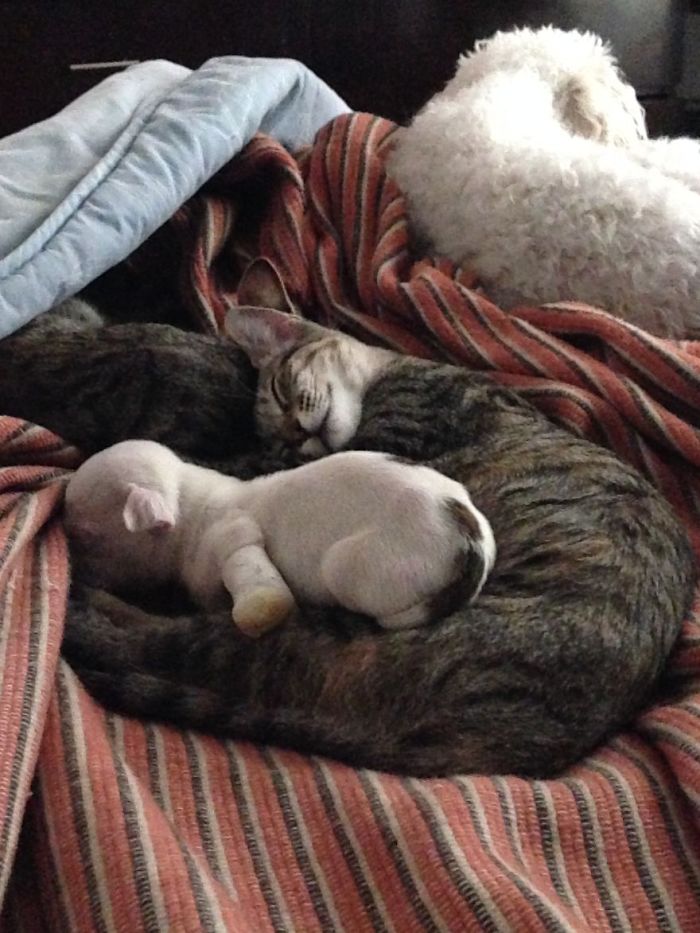 My Cats Adopted A 3-Legged Puppy Whose Mom Tried To Eat Him