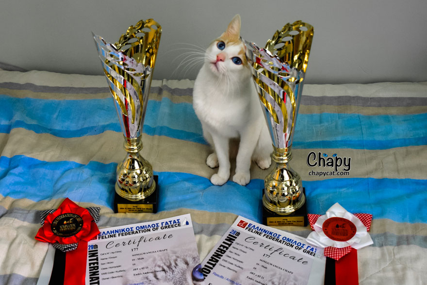 Chapy The Cat Attended His First International Cat Show