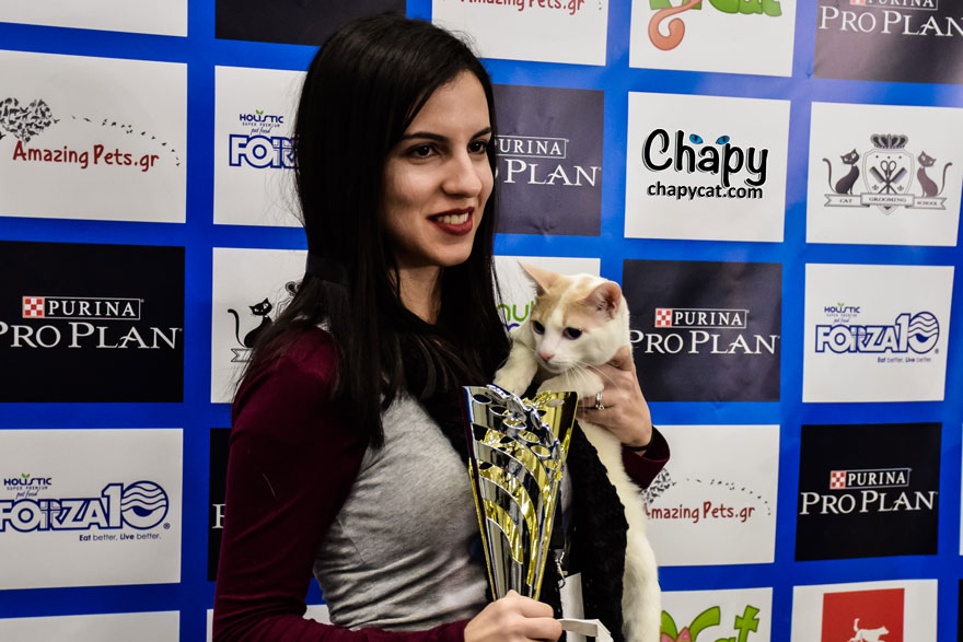 Chapy The Cat Attended His First International Cat Show