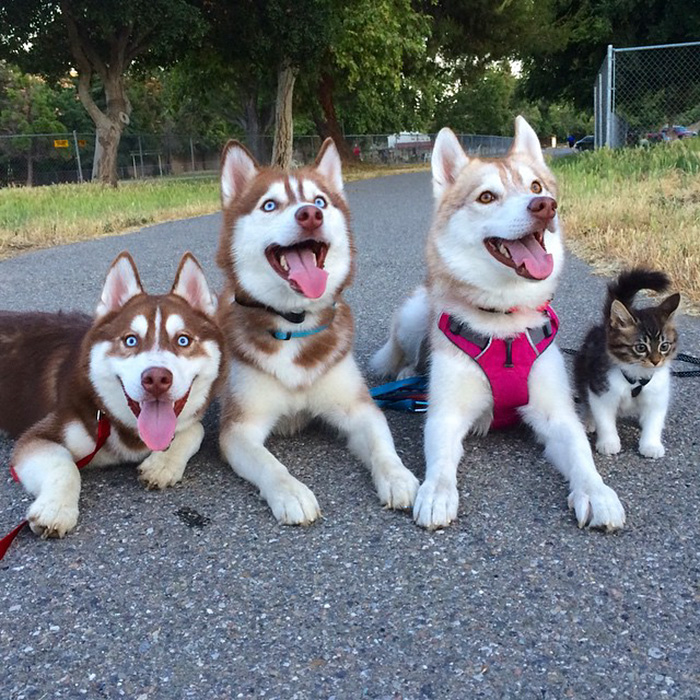 3 Huskies Become Best Friends With A Cat After Saving It From Dying