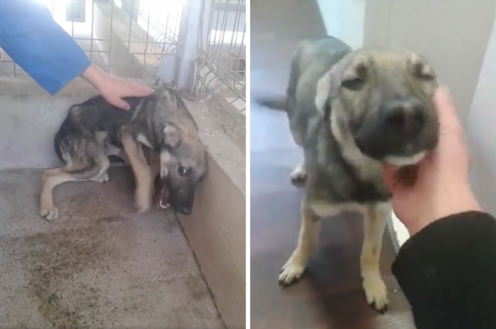 Dog Who Was Terrified Of Human Touch, Now Loves Being Petted