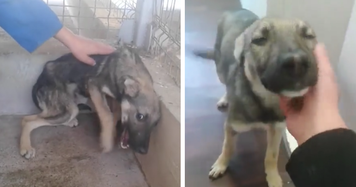 Dog Who Was Terrified Of Human Touch, Now Loves Being Petted | Bored Panda