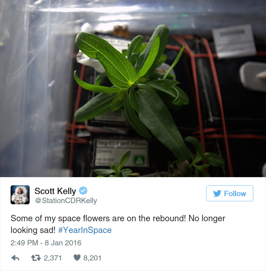 NASA Astronaut Grows The First Ever Flower in Space