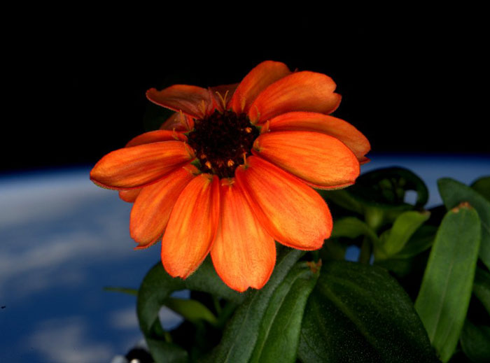 NASA Astronaut Grows The First Ever Flower in Space