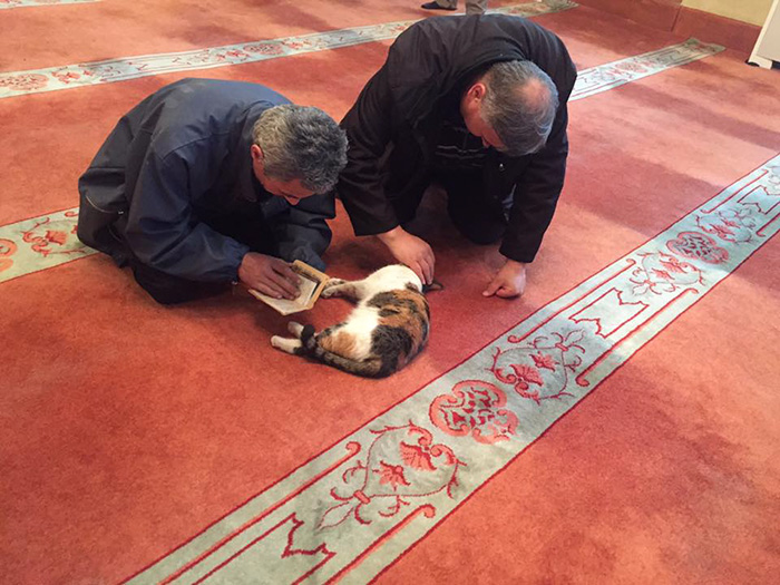 Imam Opens Mosque's Doors To Stray Cats To Keep Them Warm