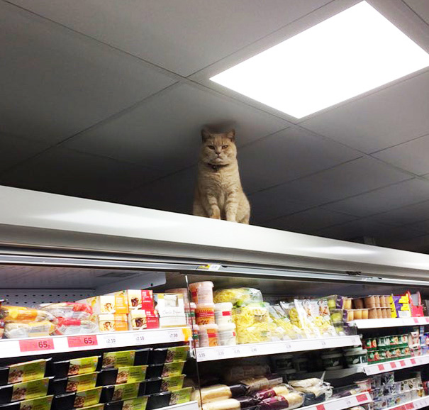Badass Cat Proves He's The True Owner Of This Supermarket In London