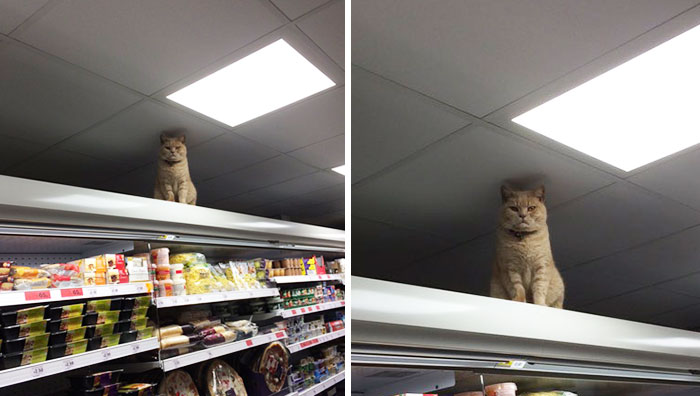 Badass Cat Proves He’s The True Owner Of This Supermarket In London
