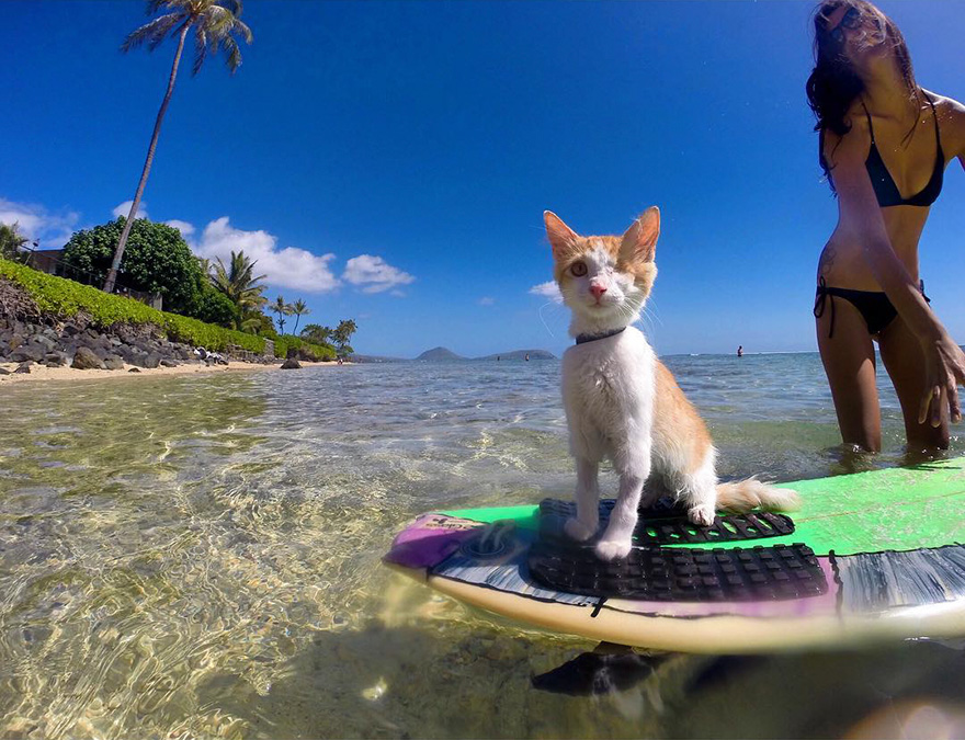 Stunning One-Eyed Cat Who Loves Swimming And Surfing In Hawaii