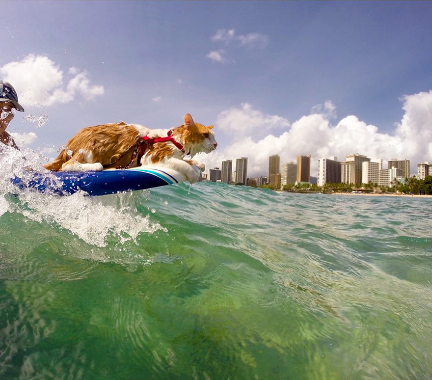 Stunning One-Eyed Cat Who Loves Swimming And Surfing In Hawaii