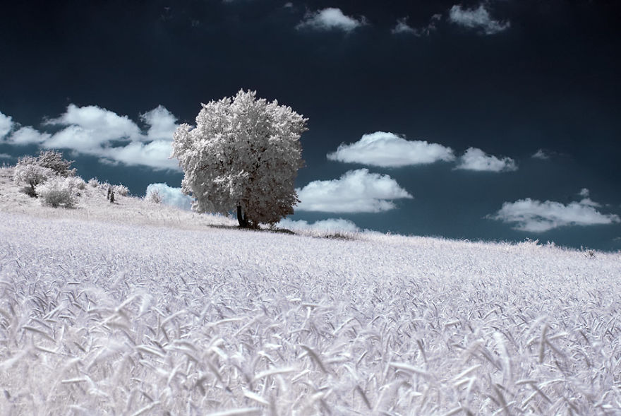 The Majestic Beauty Of Trees In Poland Captured In Infrared Photography