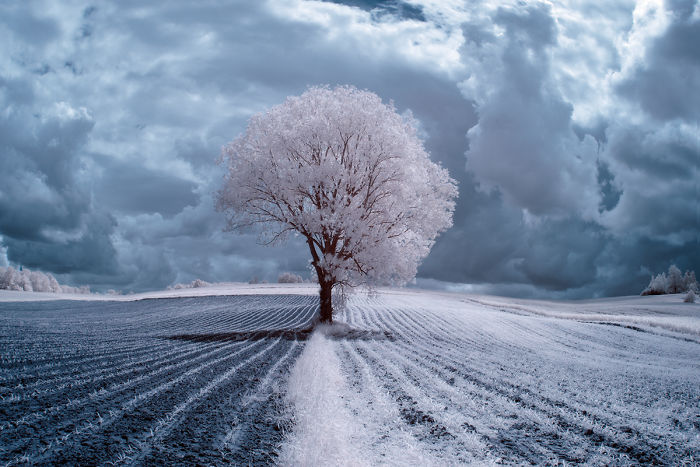 The Majestic Beauty Of Trees In Poland Captured In Infrared Photography