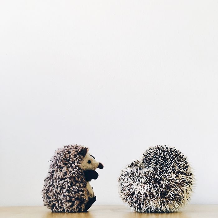 The Ordinary Lives Of Our Ordinary Hedgehogs