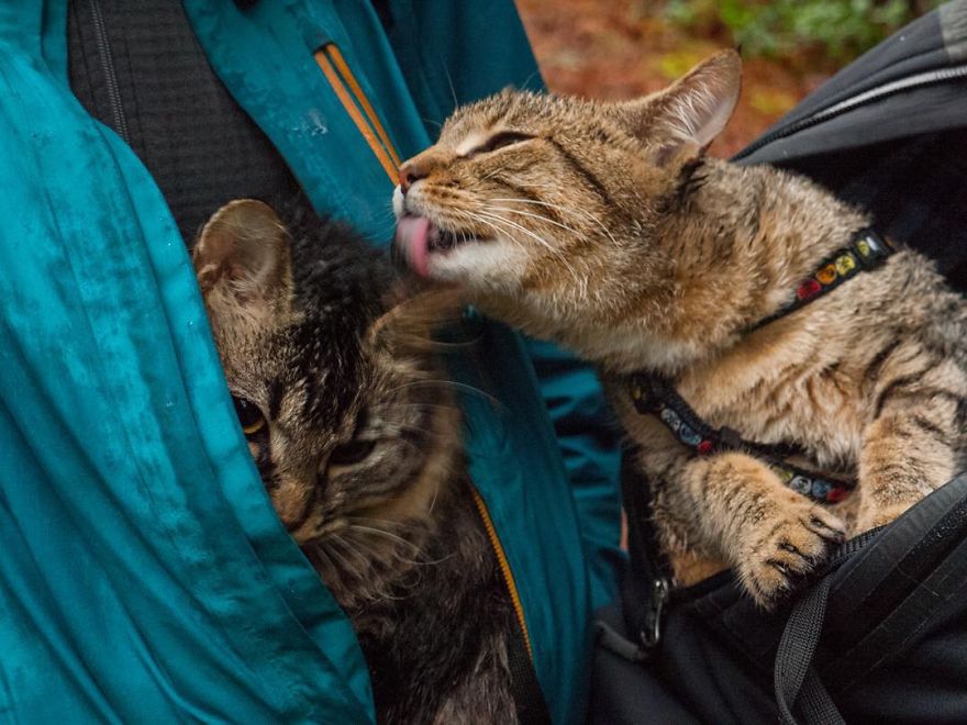 These Two Kittens Were Left To Die, But Now Go On Epic Adventures With Us