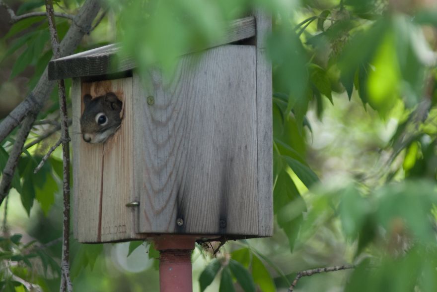 This Little Guy Moved In A Birdhouse